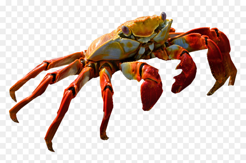 Crab Png, Transparent Png - crab png