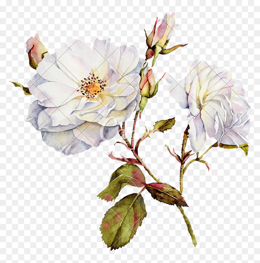Flower Watercolor Drawing Png, Transparent Png - white rose png