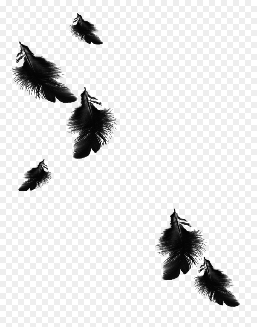 Black And White Feather Png, Transparent Png - feathers png
