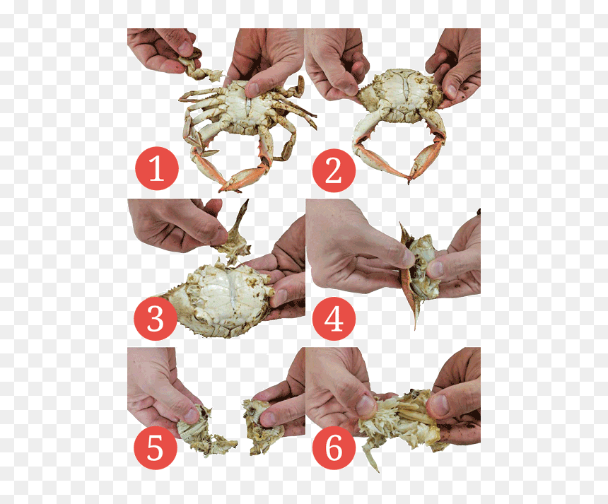 Eat Crab, HD Png Download - crab png