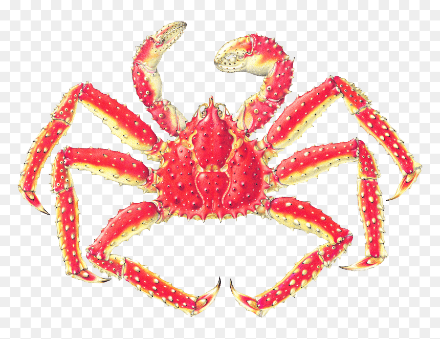 Japanese Spider Crab Labeled, HD Png Download - crab png