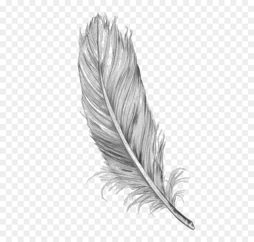 Feather Jpg, HD Png Download - feathers png