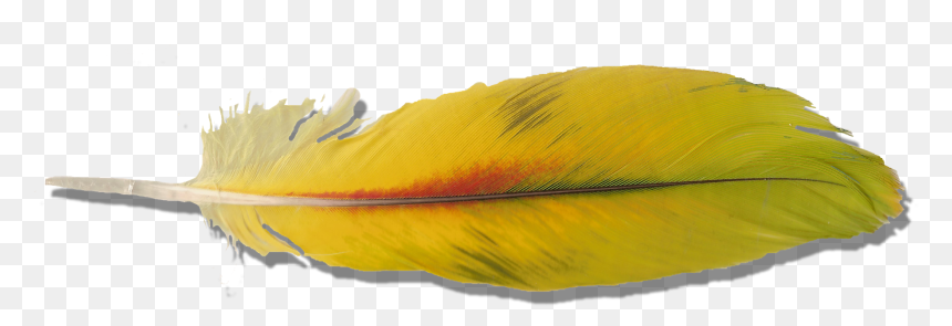 Parrot Feather Transparent, HD Png Download - feathers png