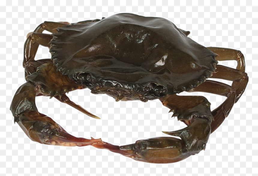 Soft Shell Crab Png, Transparent Png - crab png
