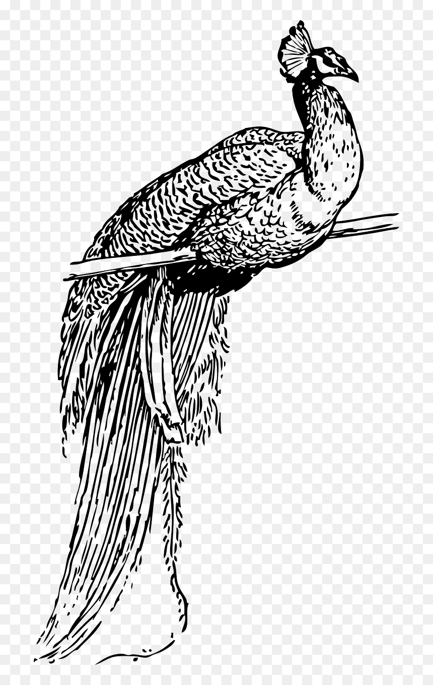 Peacock Clip Art, HD Png Download - feathers png