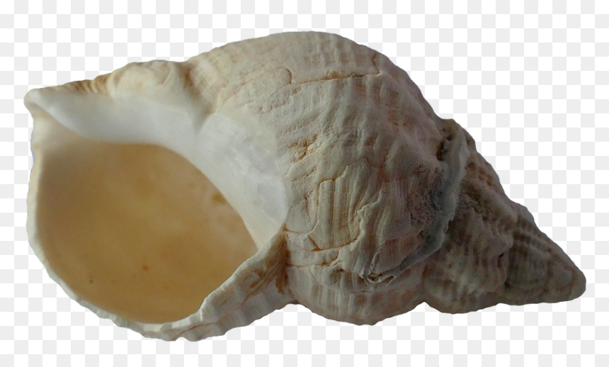 Sò Biển Png, Transparent Png - seashell png