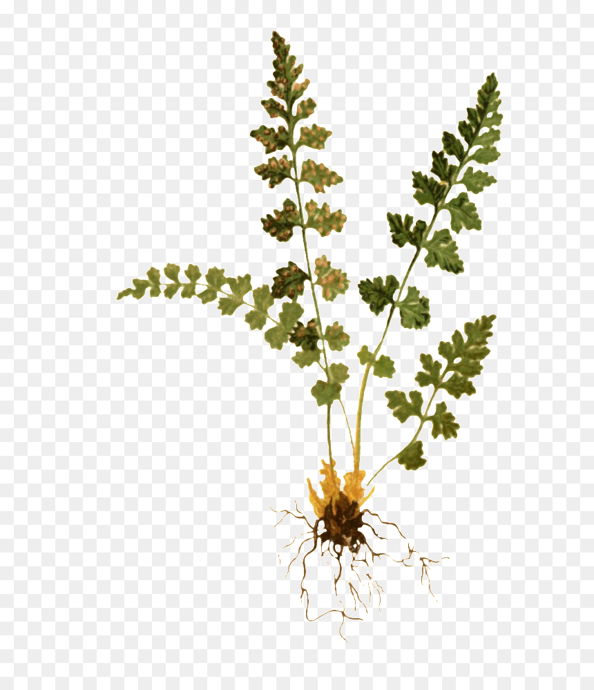 Woodsia Hyperborea, HD Png Download - fern png