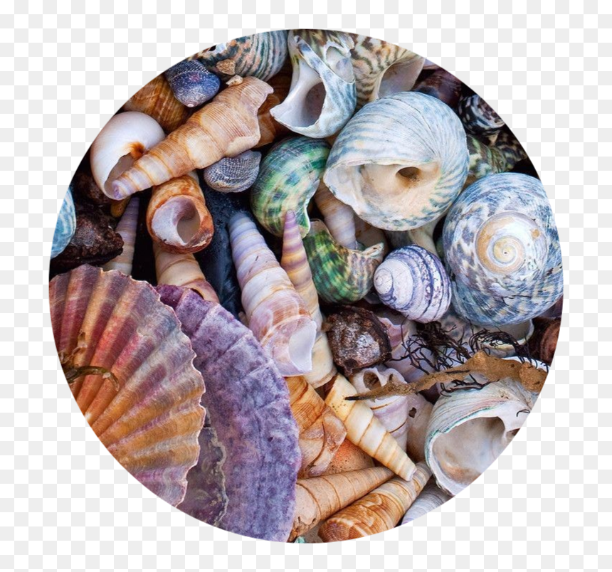 De Conchas Do Mar, HD Png Download - seashell png