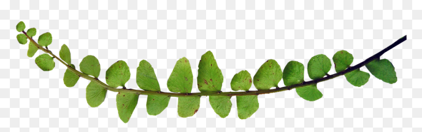 Plants, HD Png Download - fern png