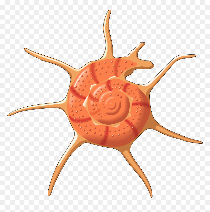 Vector Seashells Png, Transparent Png - seashell png