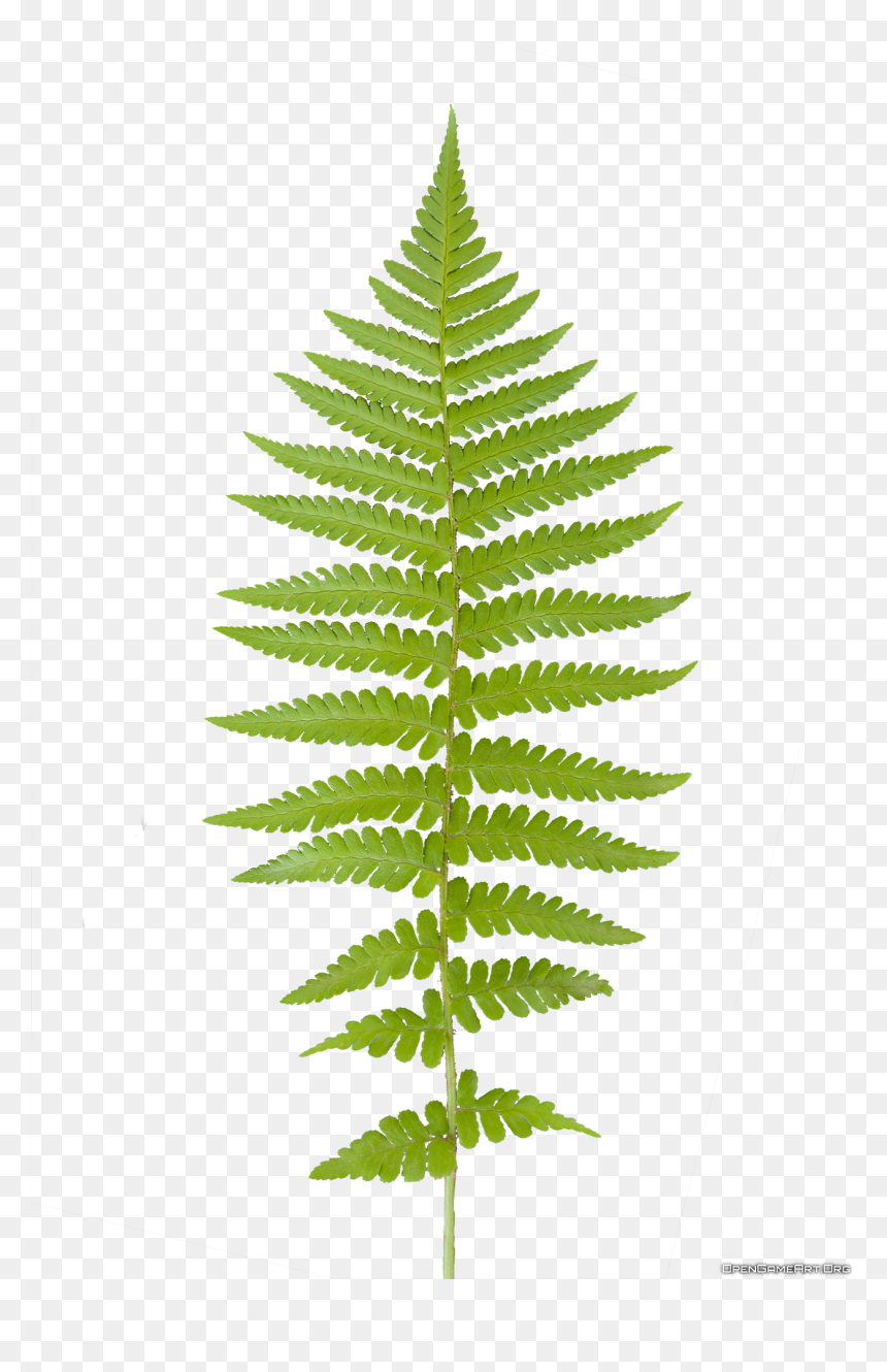 Fern Leaf Png, Transparent Png - fern png