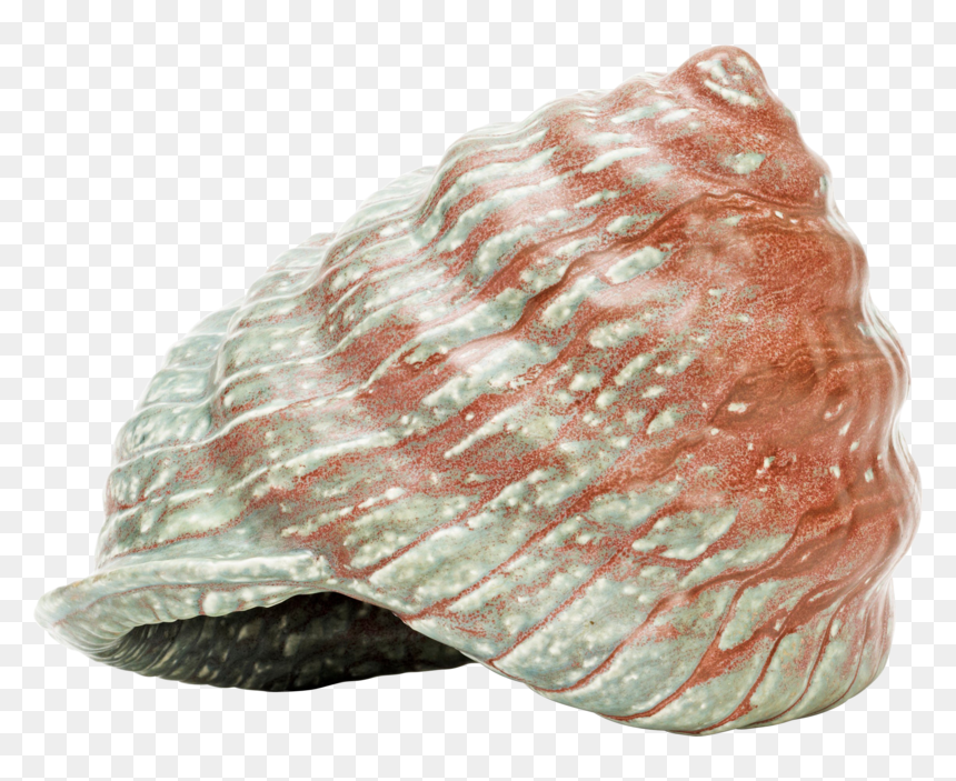 Conch, HD Png Download - seashell png