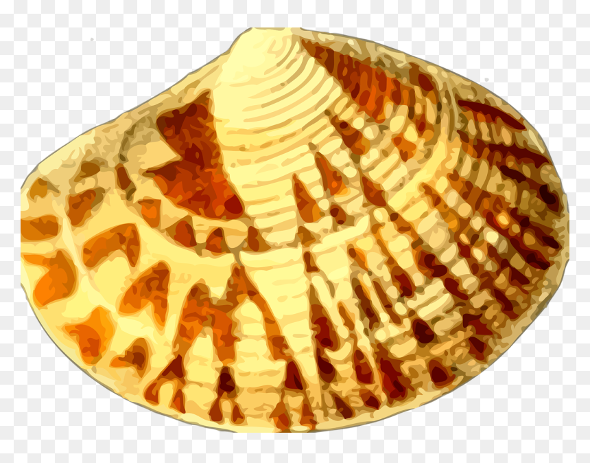 Kerang Laut Cartoon, HD Png Download - seashell png