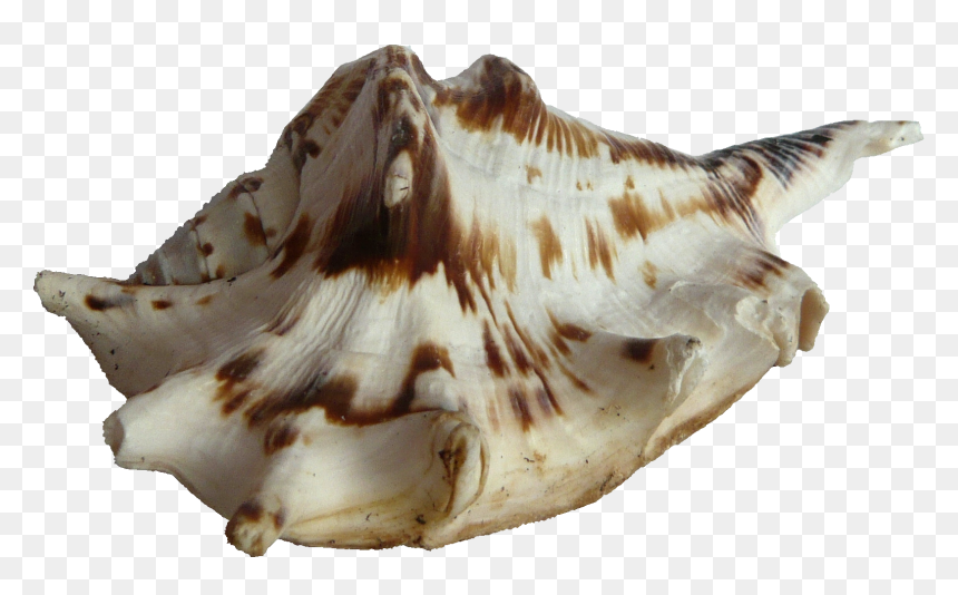Seashell, HD Png Download - seashell png