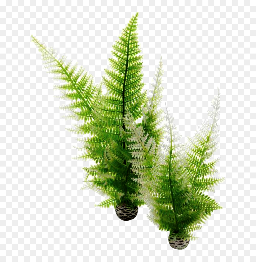 Biorb Winter Ferm, HD Png Download - fern png