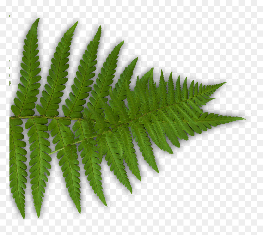 Fern, HD Png Download - fern png