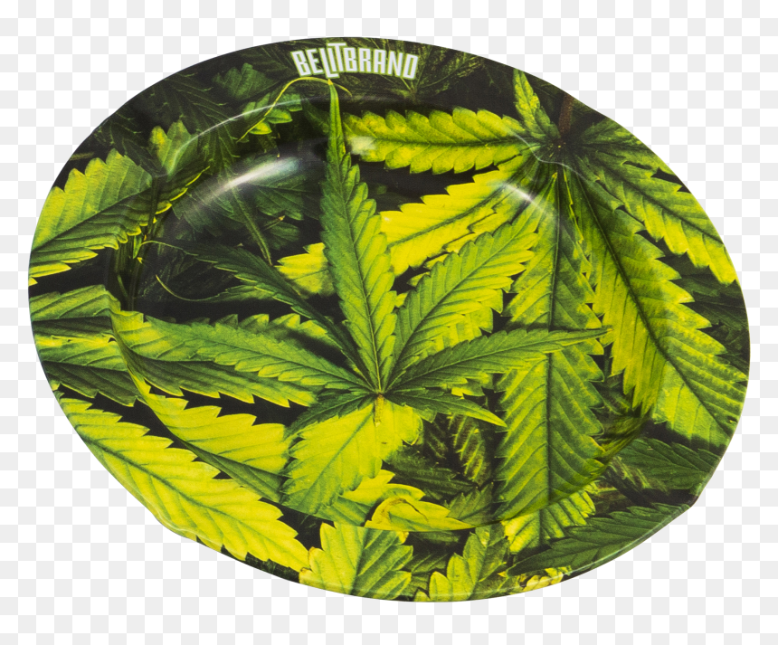 Fern, HD Png Download - fern png