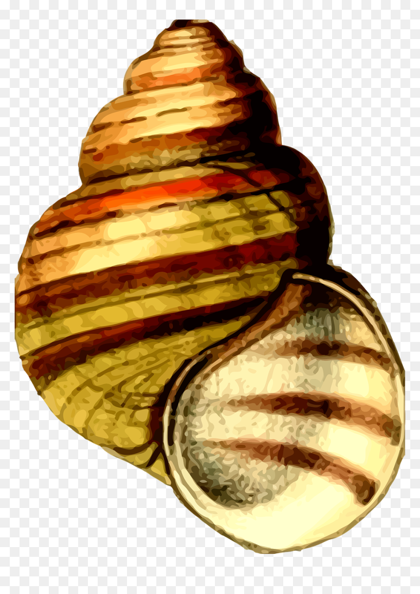 Seashell, HD Png Download - seashell png