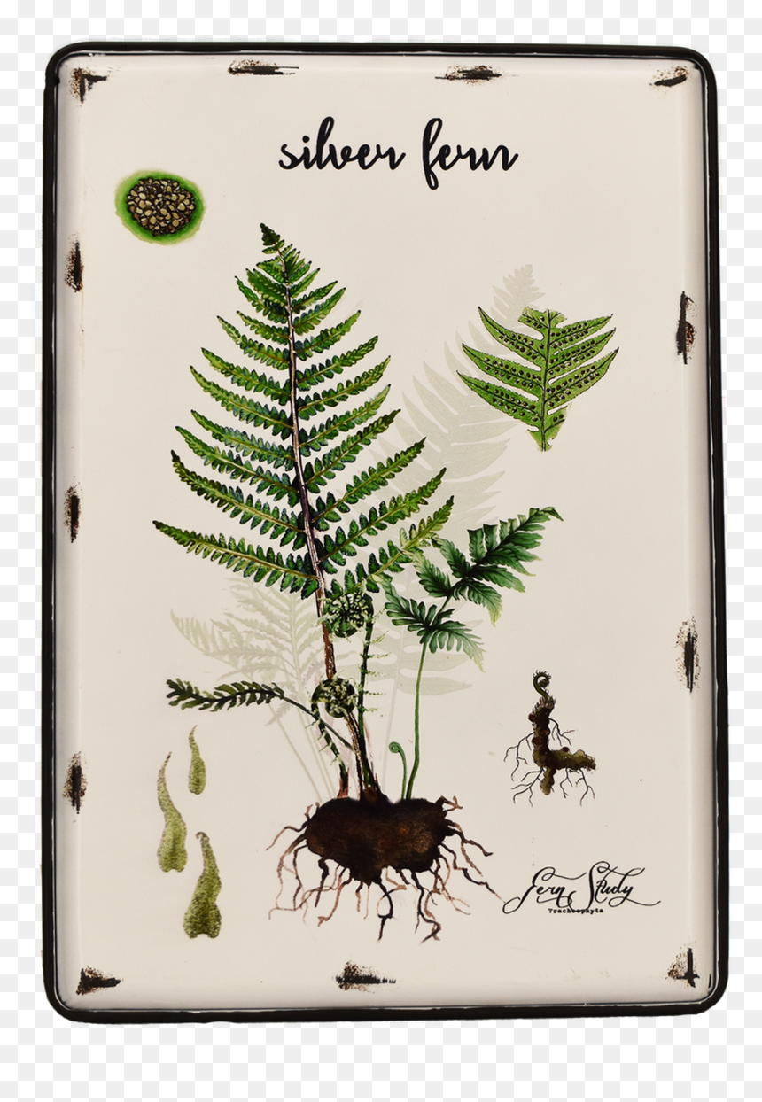 Fern Png, Transparent Png - fern png