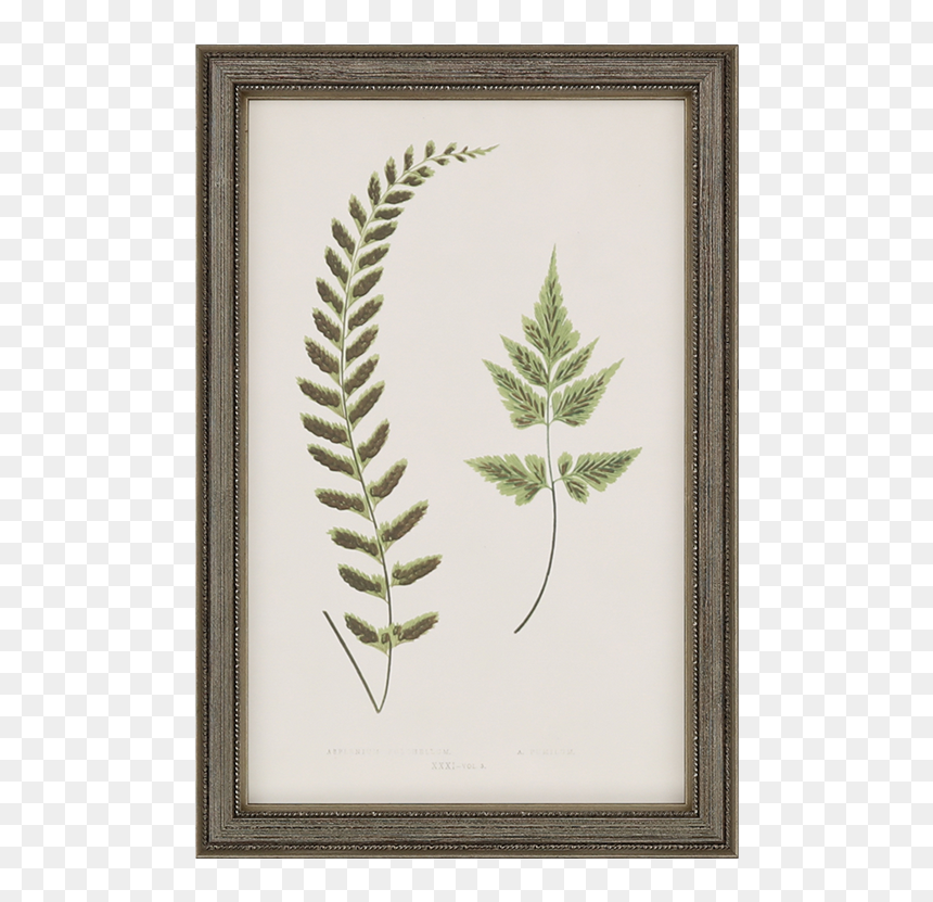 Ostrich Fern, HD Png Download - fern png