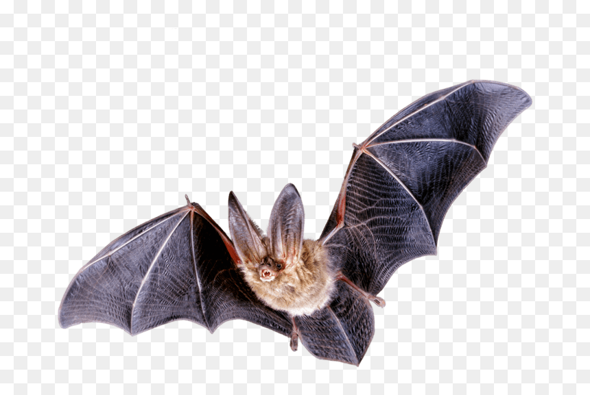 Northern Long Eared Bat Png, Transparent Png - bats png