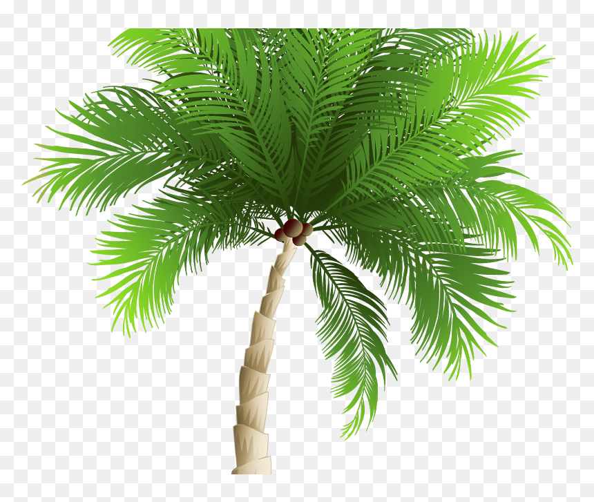 Attalea Speciosa, HD Png Download - mis quince png