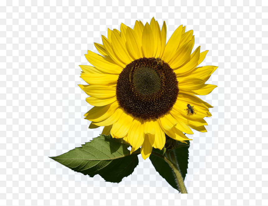 Transparent Mimosa Clipart - Sunflower Png, Png Download - watercolor sunflower png