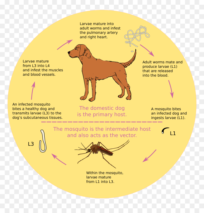 Life Cycle Of Dirofilaria, HD Png Download - dogmeat png