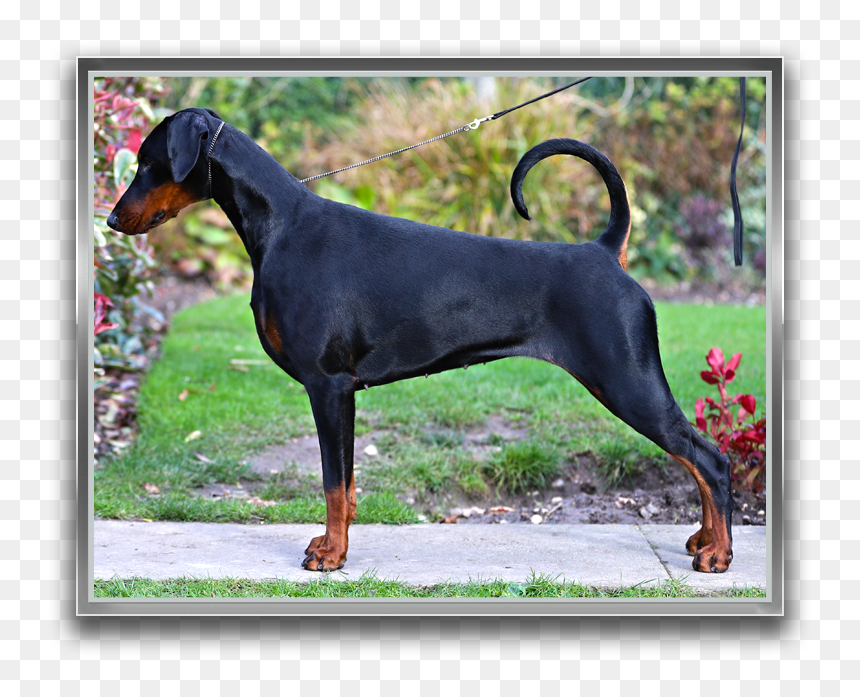 Dobermann, HD Png Download - dogmeat png