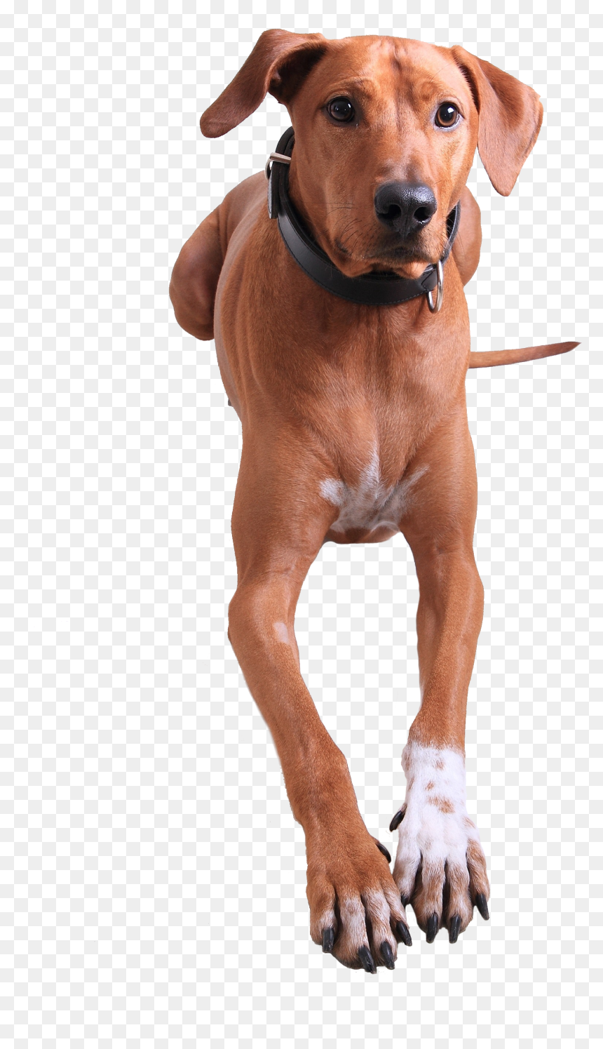 Redbone Chien, HD Png Download - dogmeat png