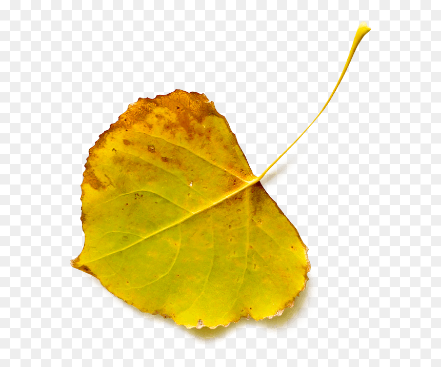 Autumn, HD Png Download - fall leave png