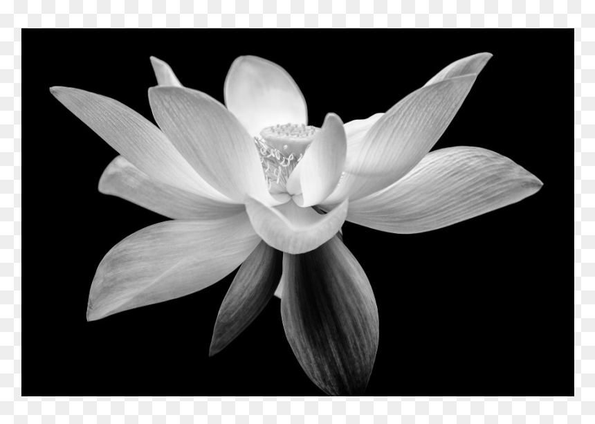 Sacred Lotus, HD Png Download - white lotus png