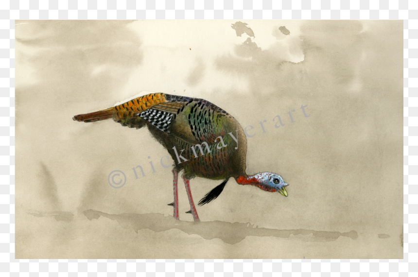 Feeding Tom Original Watercolor Painting - Turkey, HD Png Download - watercolor feather png