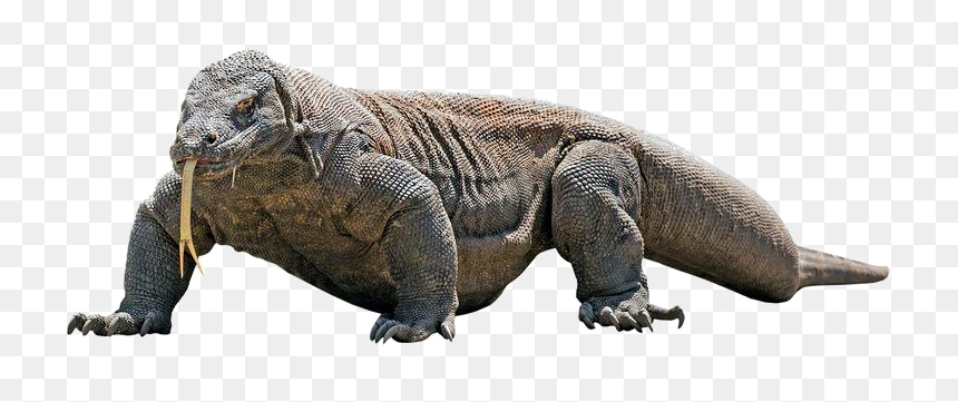 Komodo Dragon Png Transparent Image - Komodo Dragon With White Background, Png Download - komodo dragon png