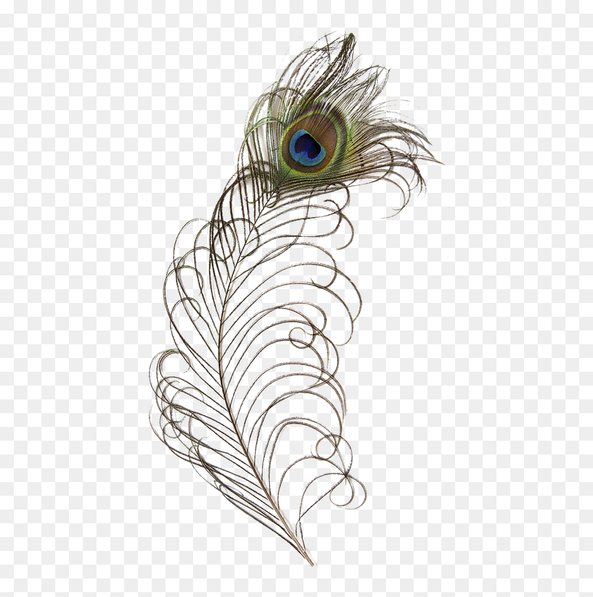 Peacock Feathers, HD Png Download - flapper png