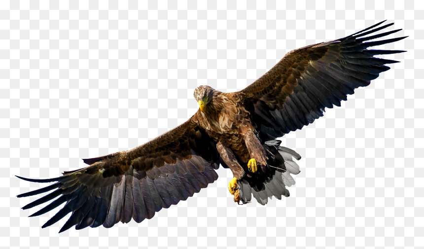 Eagle 8 Clip Arts - Bird Of Prey Transparent, HD Png Download - golden eagle png