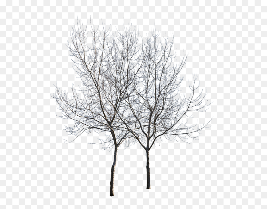 Birch, HD Png Download - winter trees png