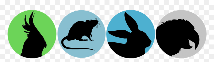 Rat, HD Png Download - egg carton png