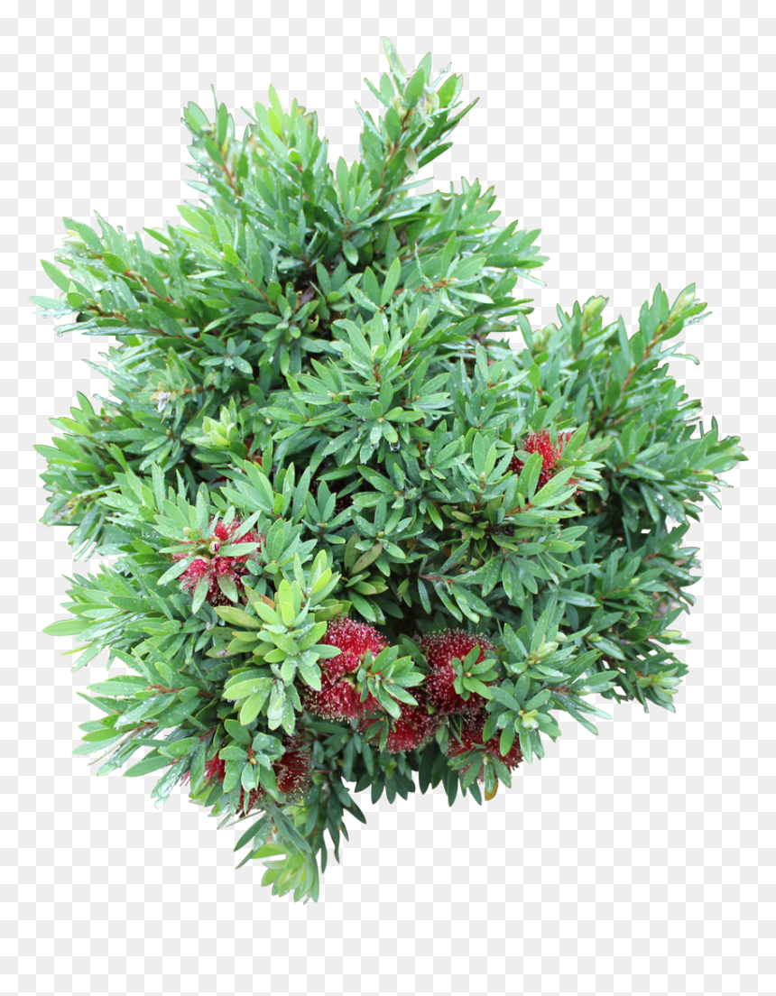 Evergreen, HD Png Download - groundcover png