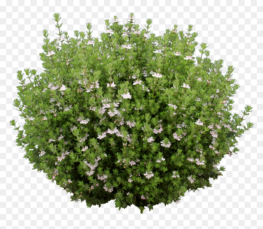 Ozbreed Aussie Box® - White Flower Shrub Png, Transparent Png - groundcover png
