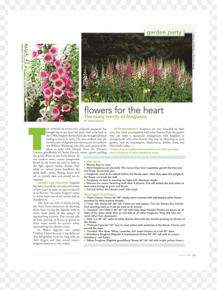 Garden Designer Fox Gloves, HD Png Download - groundcover png