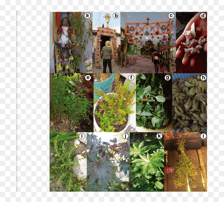 Screenshot, HD Png Download - groundcover png
