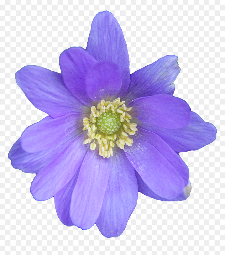 Bloem Png, Transparent Png - groundcover png