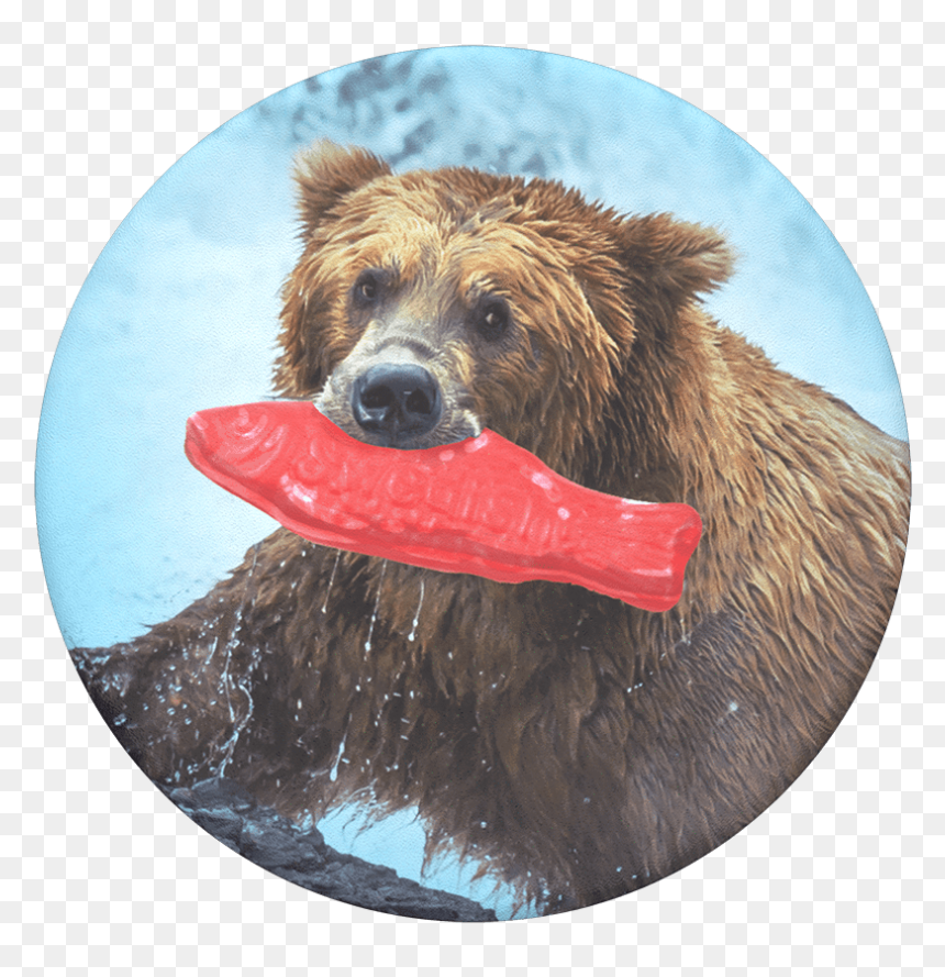 Grizzly Bear With Fish, HD Png Download - swedish fish png