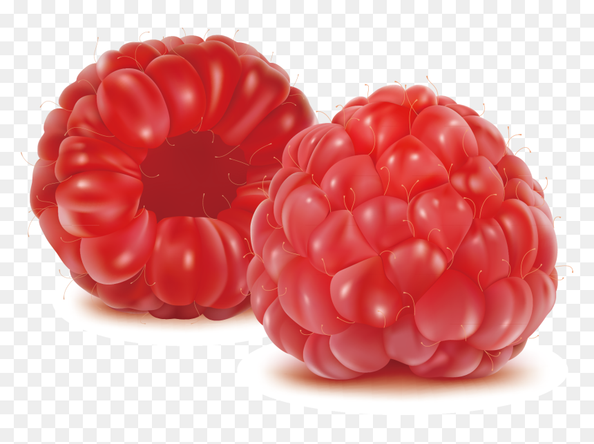 Raspberry Drawing Blackberry Fruit - Raspberry Fruit Vector, HD Png Download - pacman fruit png
