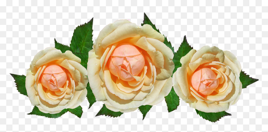 Transparent Rose Leaf Png - Rose, Png Download - white rose petals png