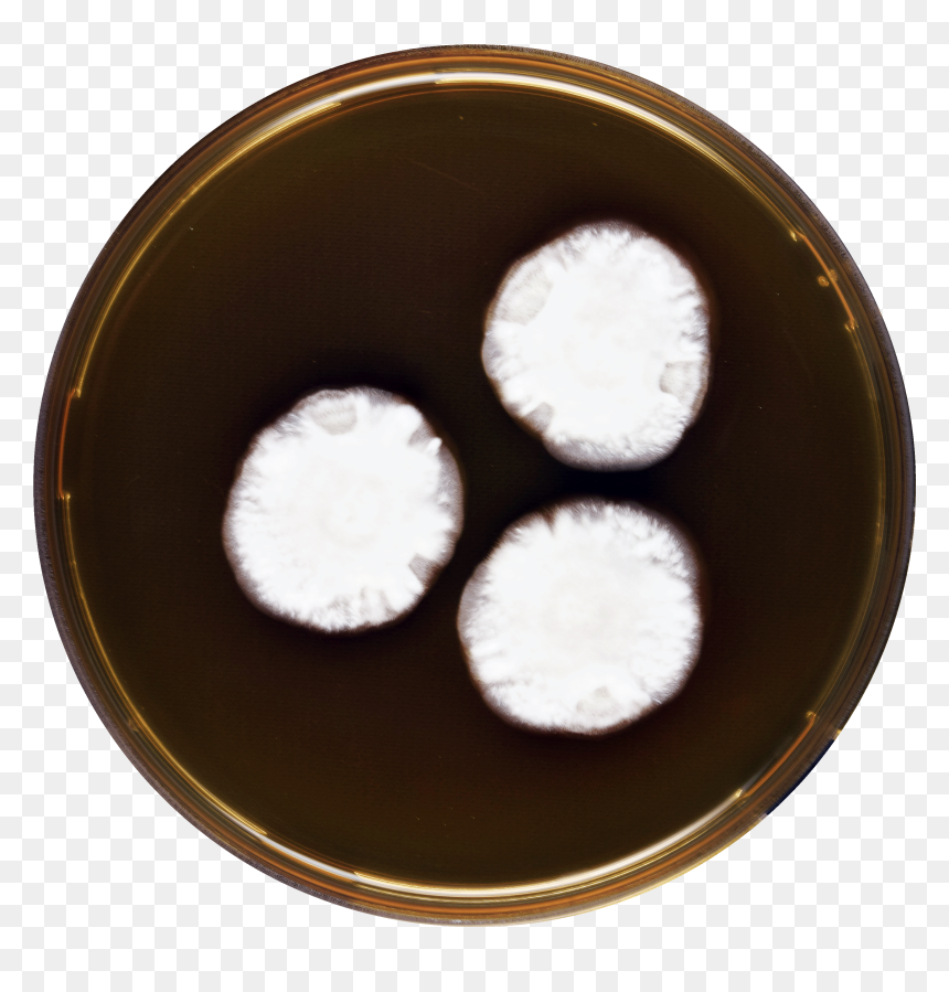 Aspergillus Anthodesmis Meaox - Dish, HD Png Download - white rice png