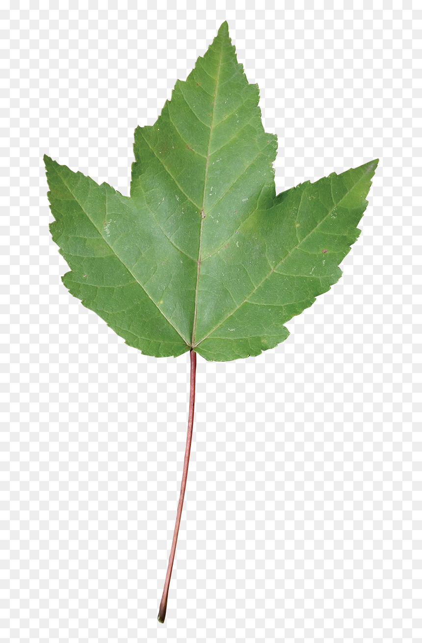 Swamp Red Maple Leaf, HD Png Download - red maple png