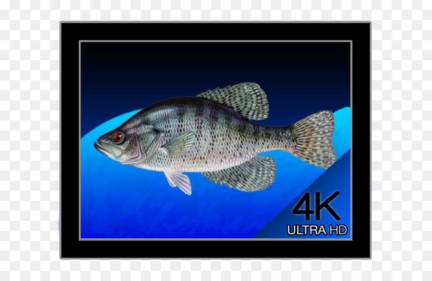 White Crappie, HD Png Download - 4k png wallpaper