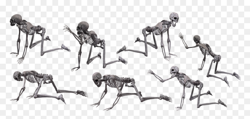 Skeleton, Skull, Halloween, Human, Isolated, Scary - Human Skeleton Crawling, HD Png Download - spooky skeleton png